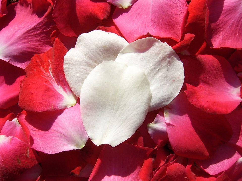 Floral romance gift