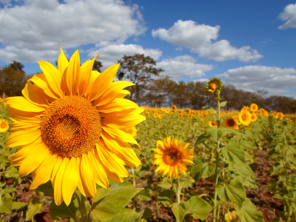 Field flower yellow