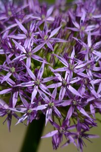Hagymavirág purple summer