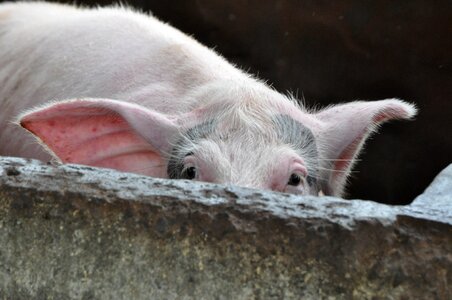 Animal hiding embarrassed