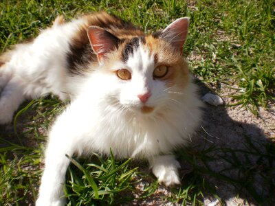 Pet white