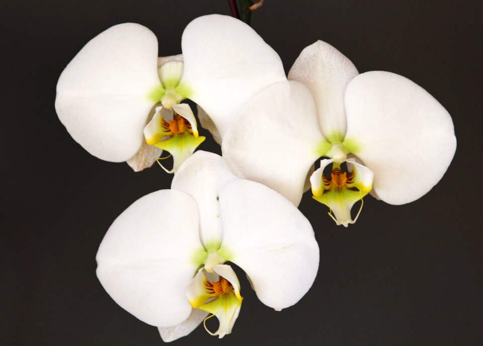 Blossom bloom plant