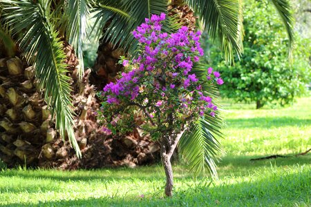 Nature tree