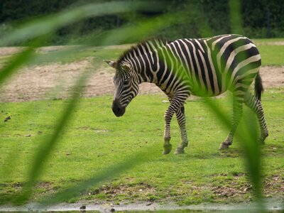 Horse mane striped