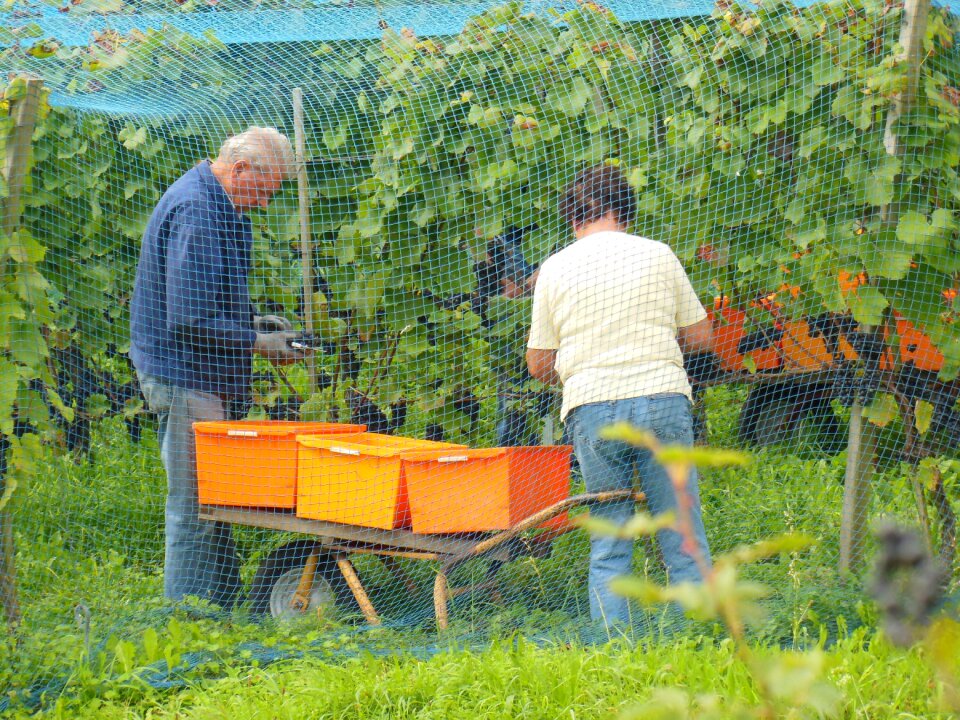 Wine harvest autumn grapes