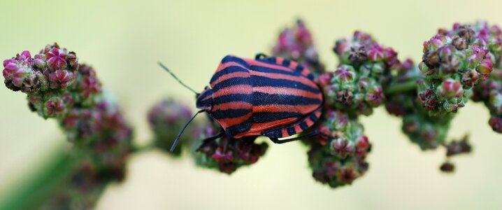 Nature striped arthropod photo