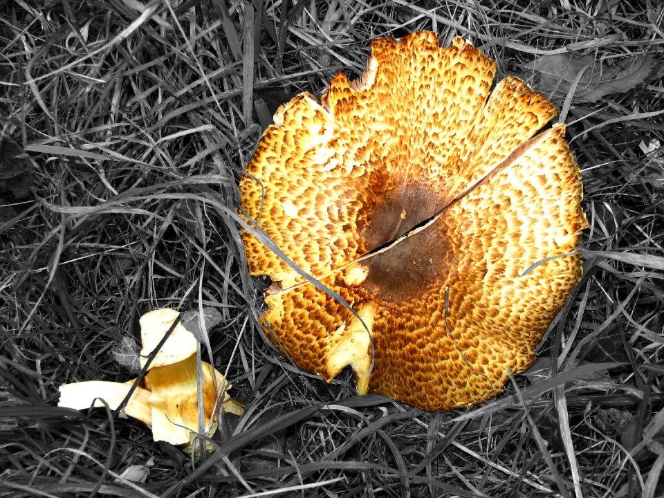 Broken giant schirmling meadow