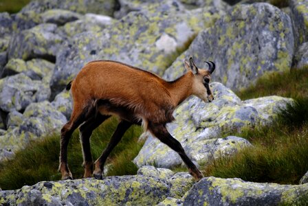 High tatras animal tatra chamois