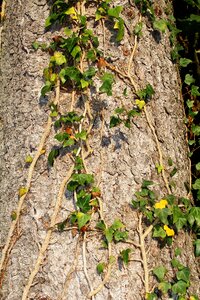 Ivy ivy leaves creeper photo