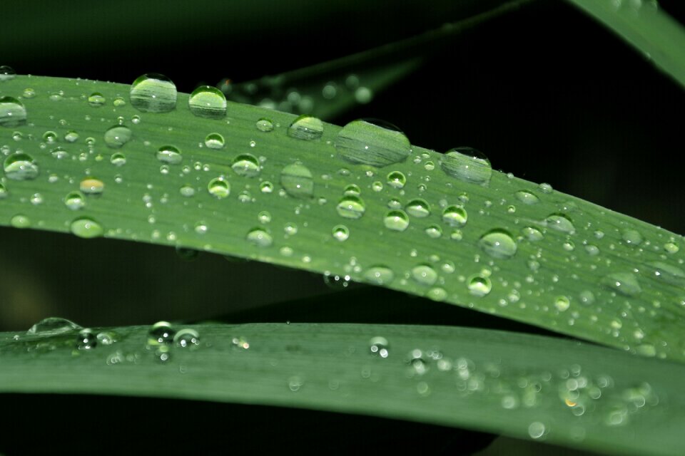 Foliage drops nature