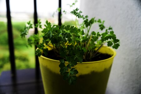 Green food fresh