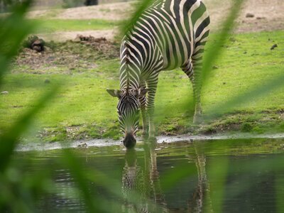 Horse mane striped