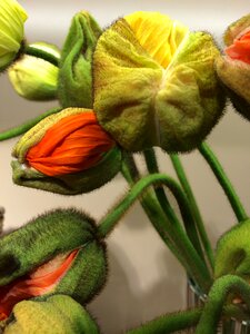 Orange yellow bent