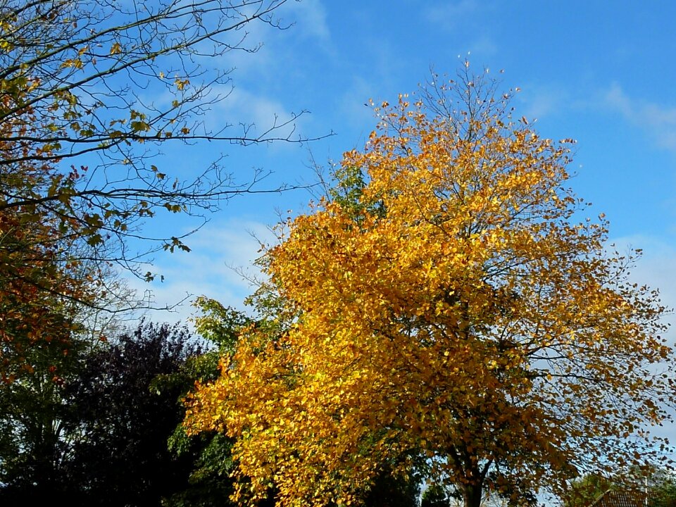 Leaves fall leaves golden autumn