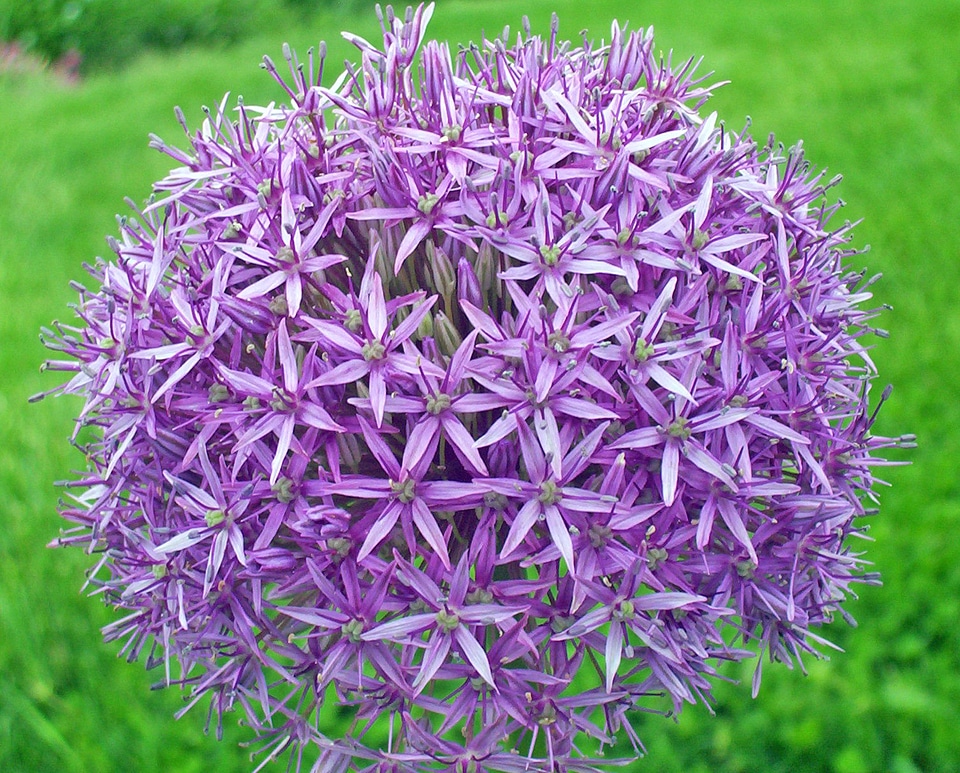 Porrum allium porrum allium