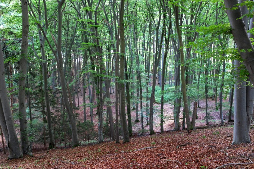 Nature landscape leaves