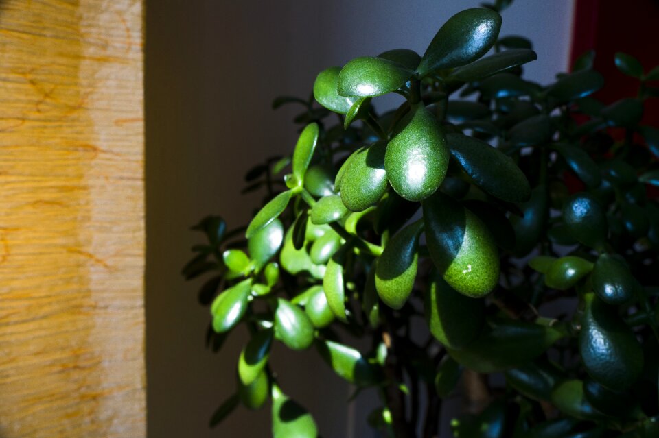 Green nature houseplant