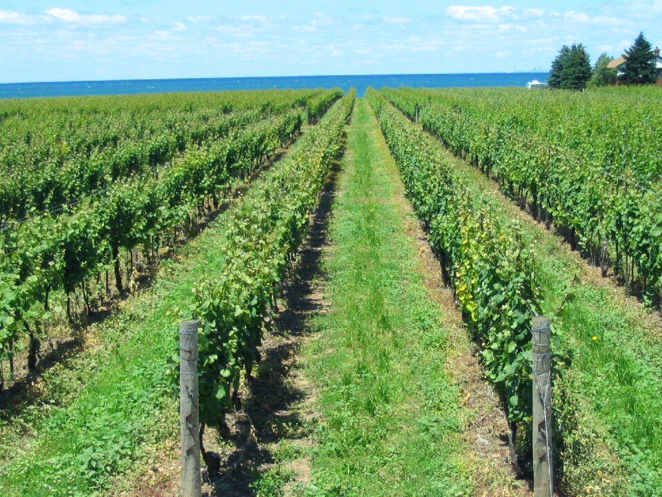 Rows grapevine summer