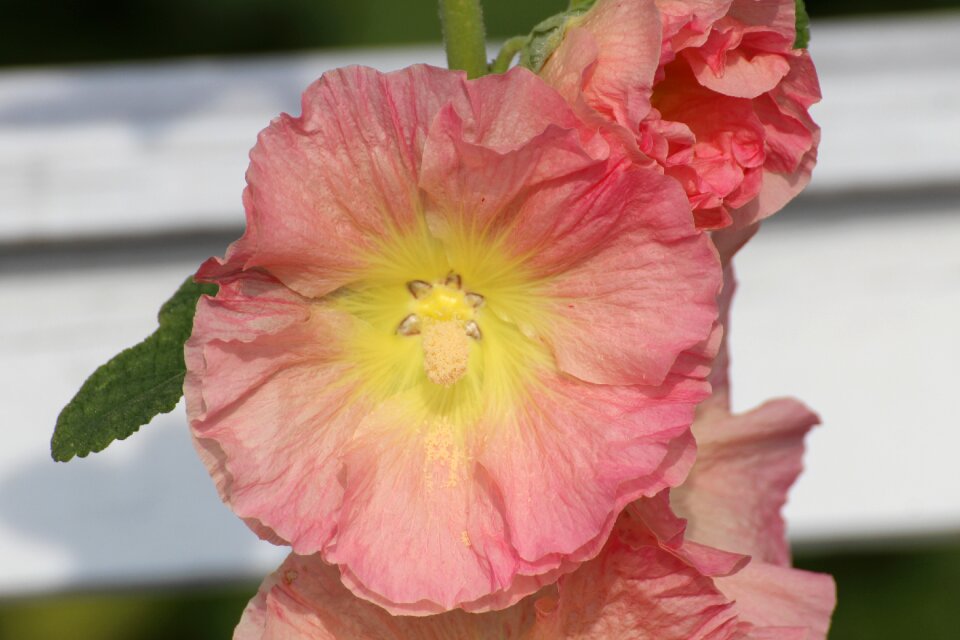 Althaea rosea hollyhock poplar rose