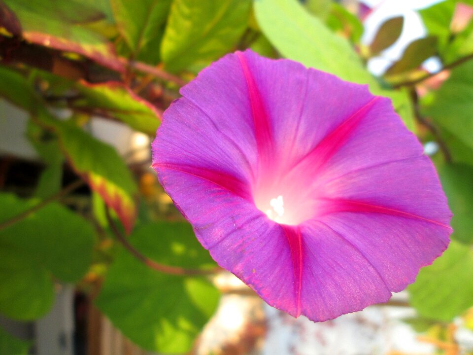 Flower purple garden