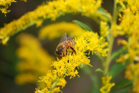 Beekeeping pollinate photo