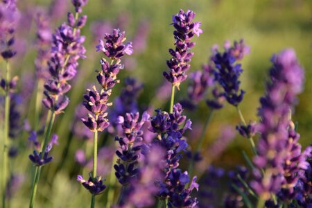 Lavender flower summer