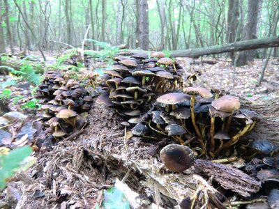 Forest forest floor autumn