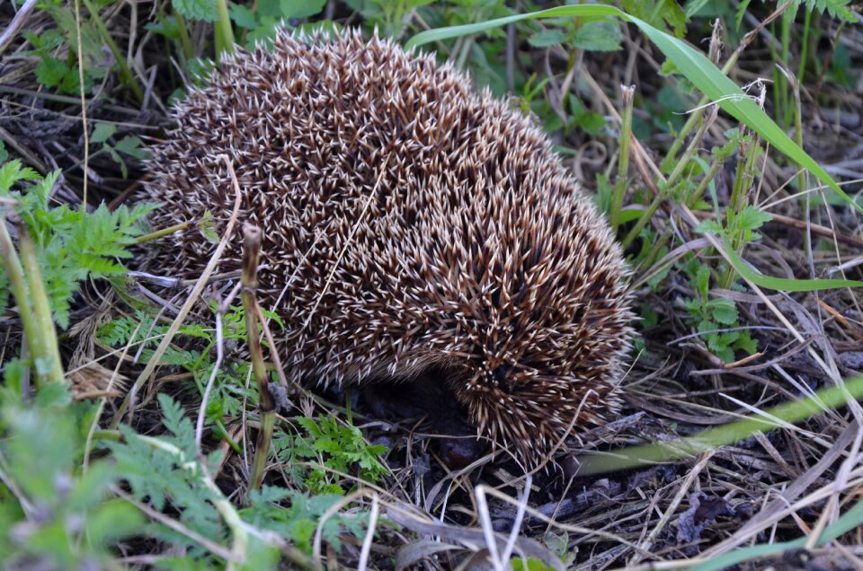 Hedgehog animals closeup