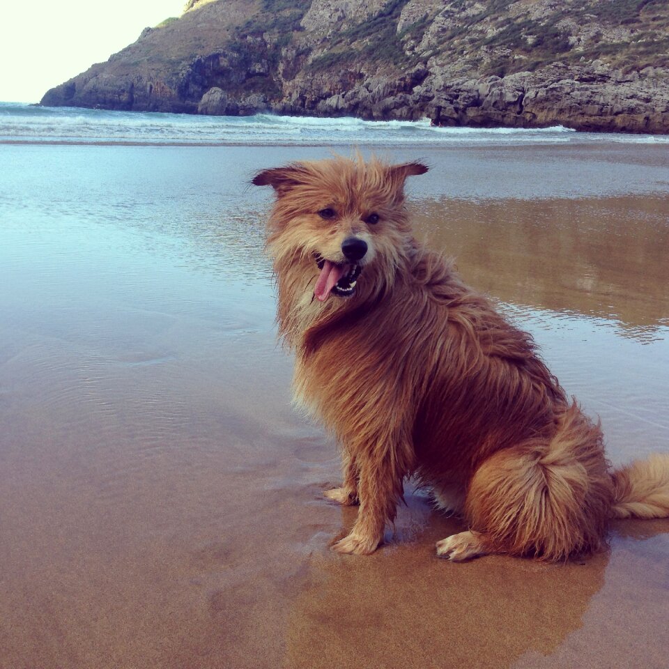 Summer animal