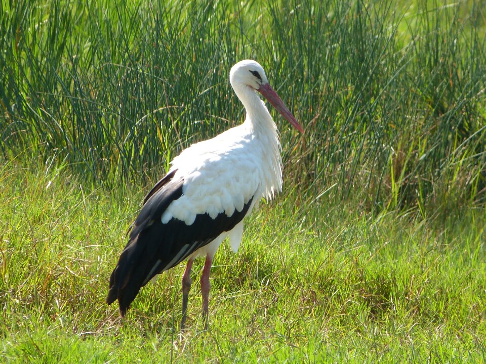 Animals bird nature