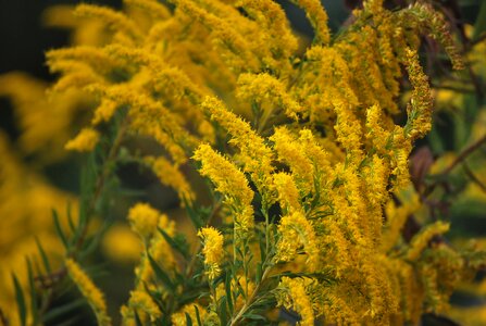 Nature plant flora