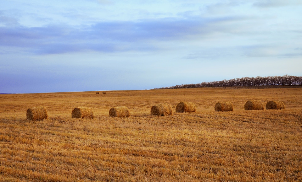 Straw stacks stack