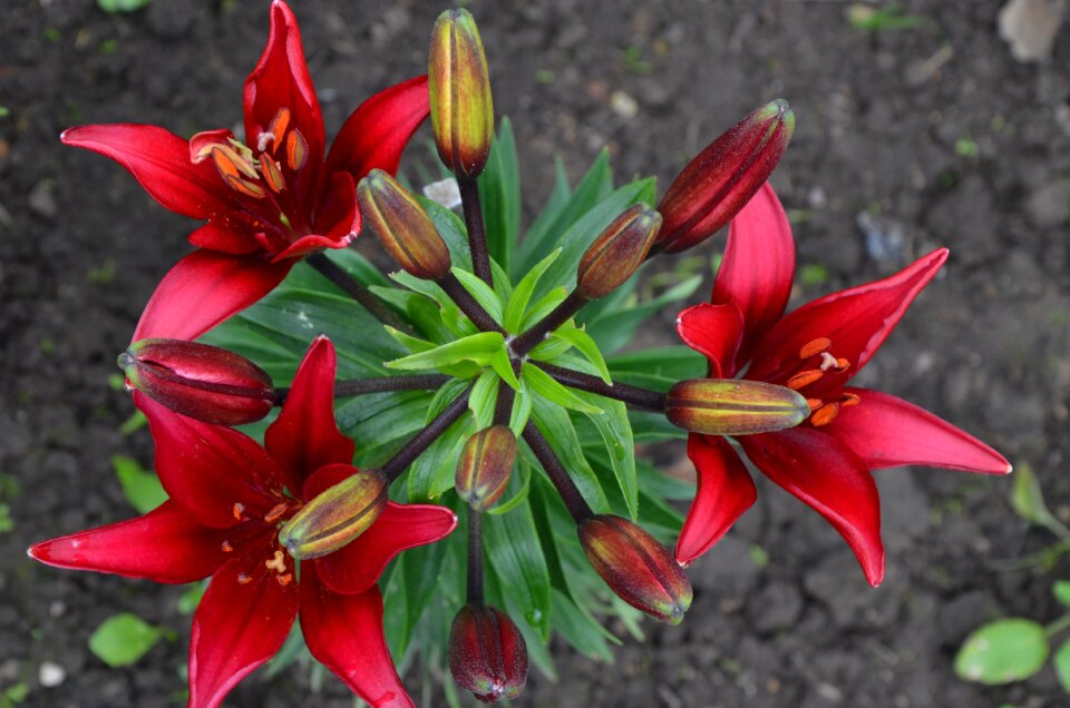 Beautiful flower red garden flower