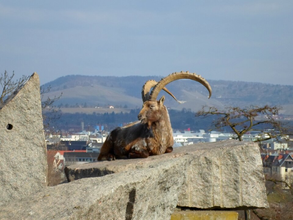 Capricorn animal panorama