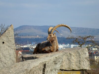 Capricorn animal panorama