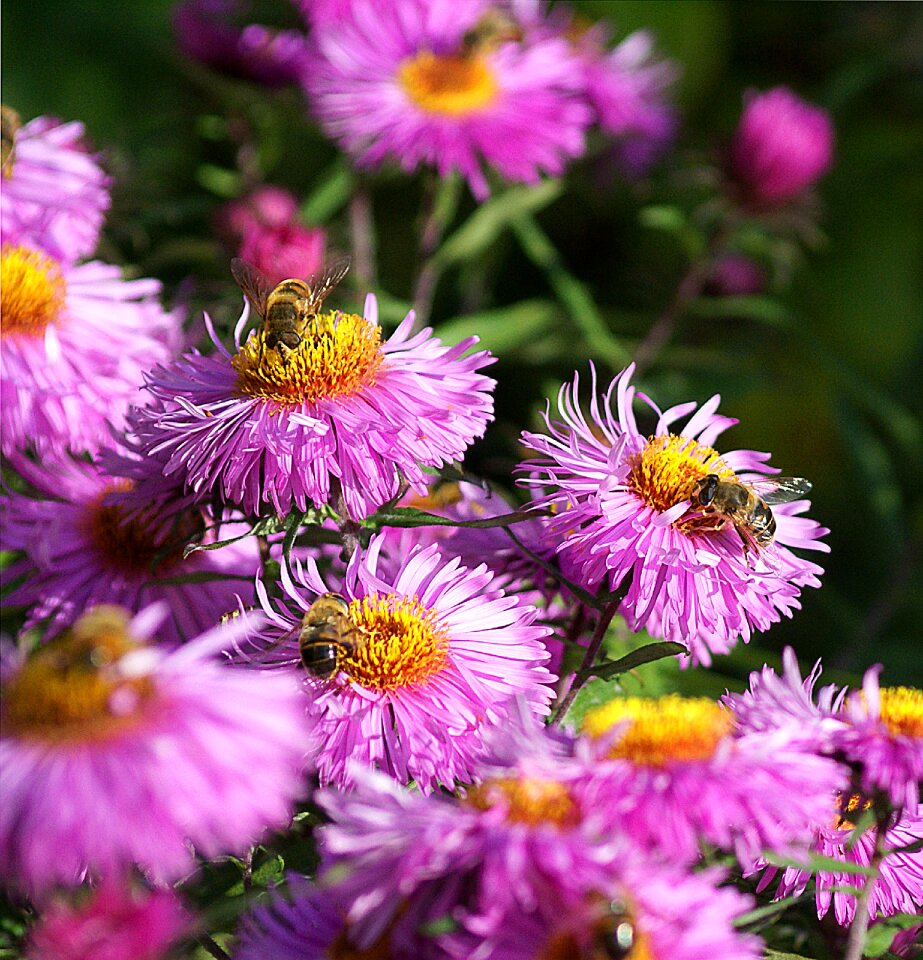 Autumn insects nature