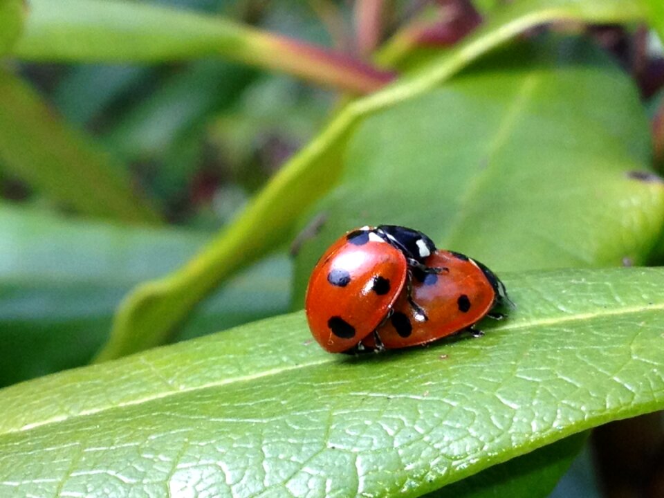 Garden nature insect
