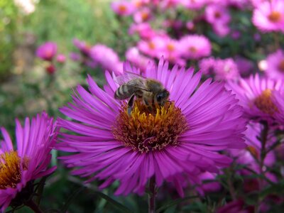 Bee herbstaster flower photo