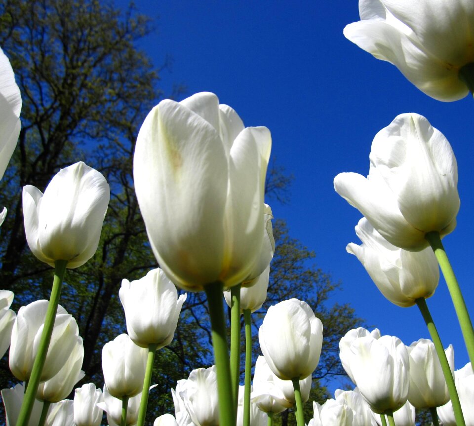 Spring perspective flower