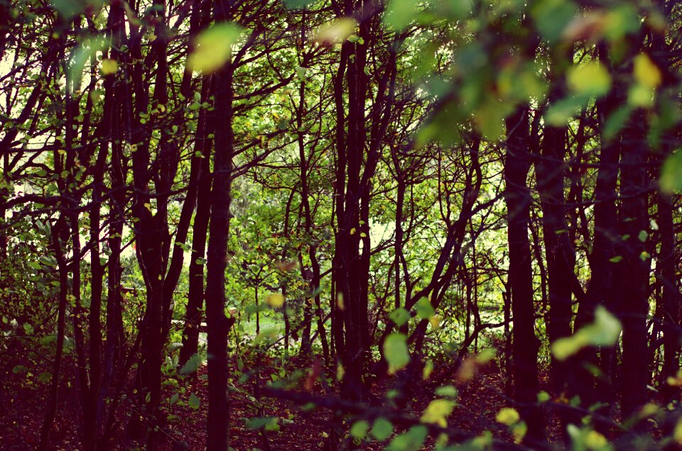 Grunge autumn green