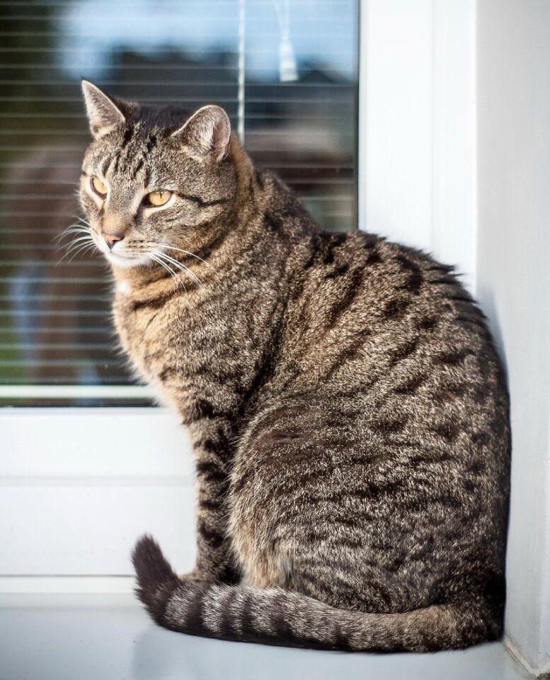 Pet tomcat tabby photo