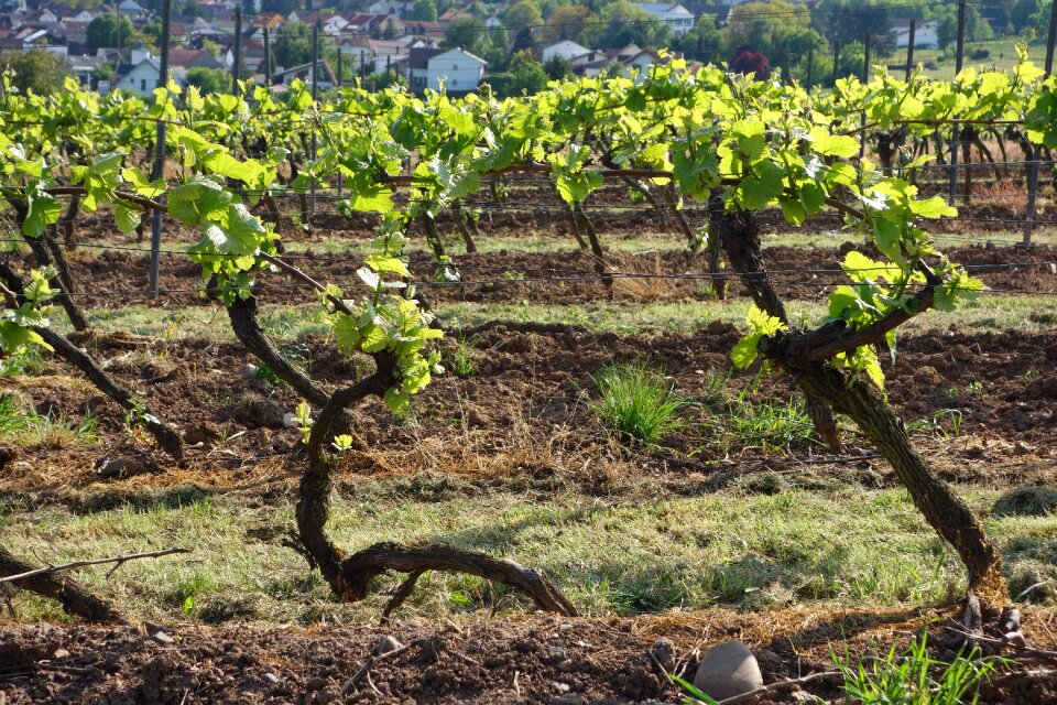 Wine autumn grapes