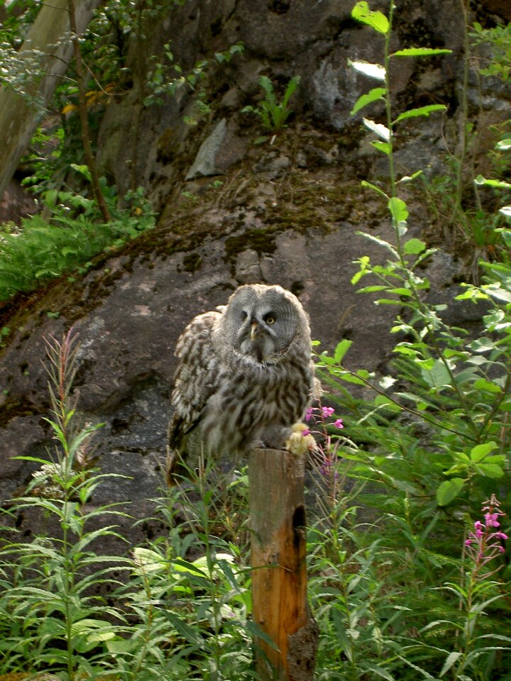 Skansen sweden animal