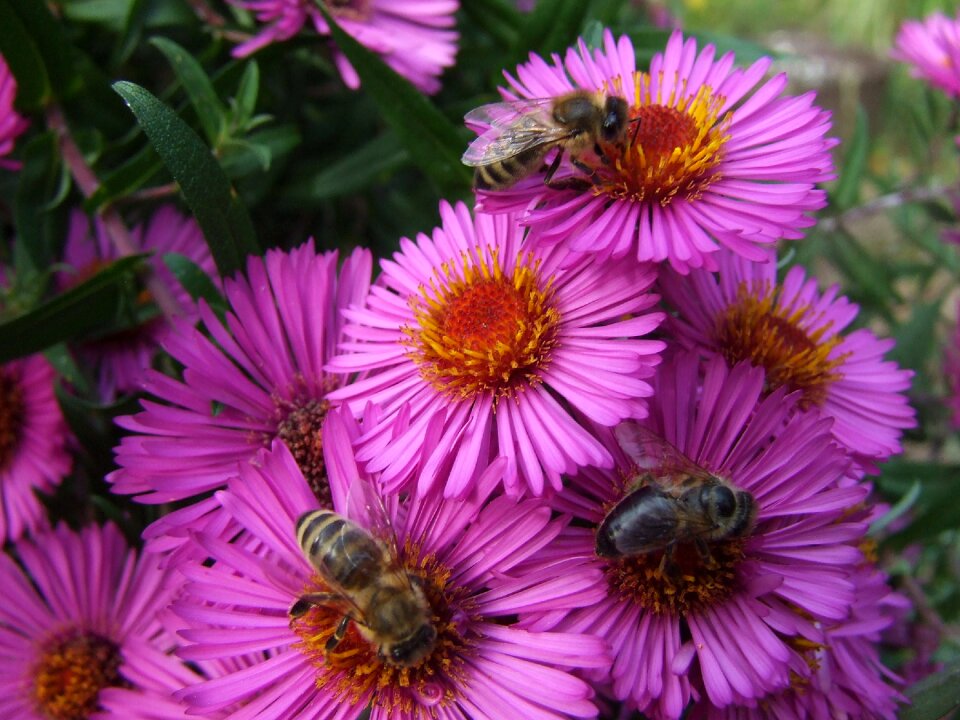 Late summer garden summer idyll