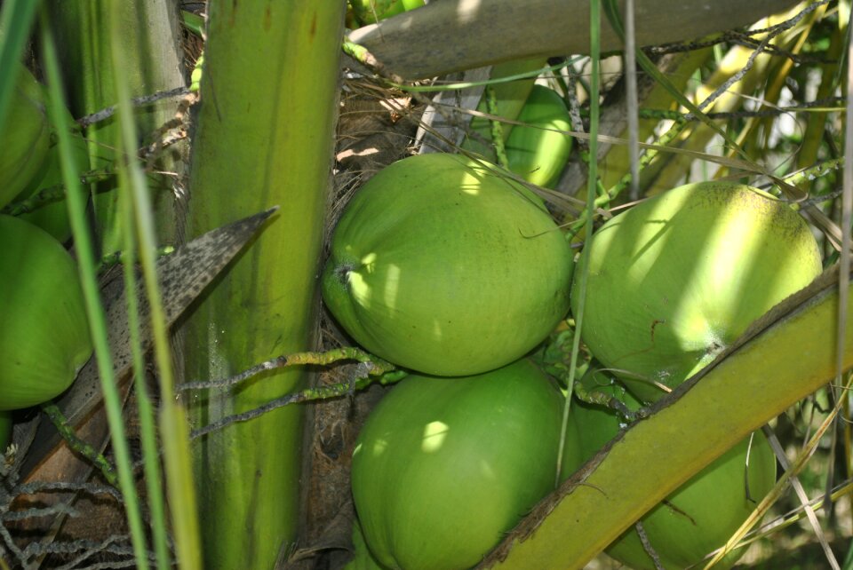Coco coconut tree coconut trees