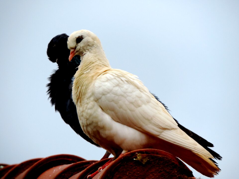 Birdie freedom white