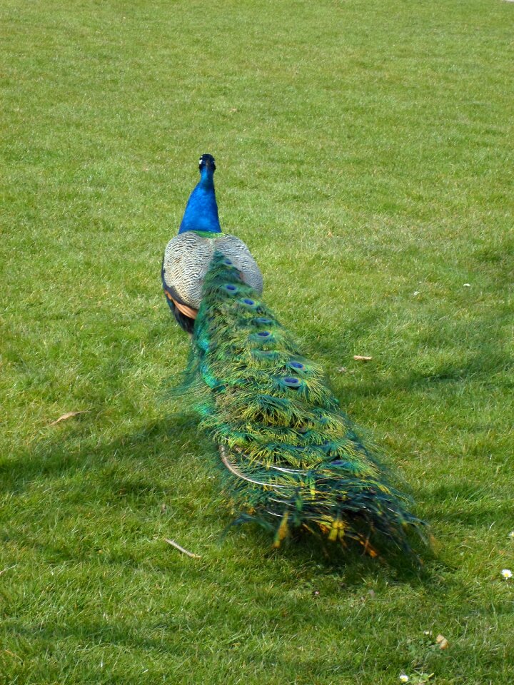 Feather blue peacock pavo cristatus