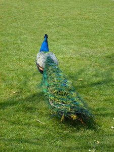 Feather blue peacock pavo cristatus photo