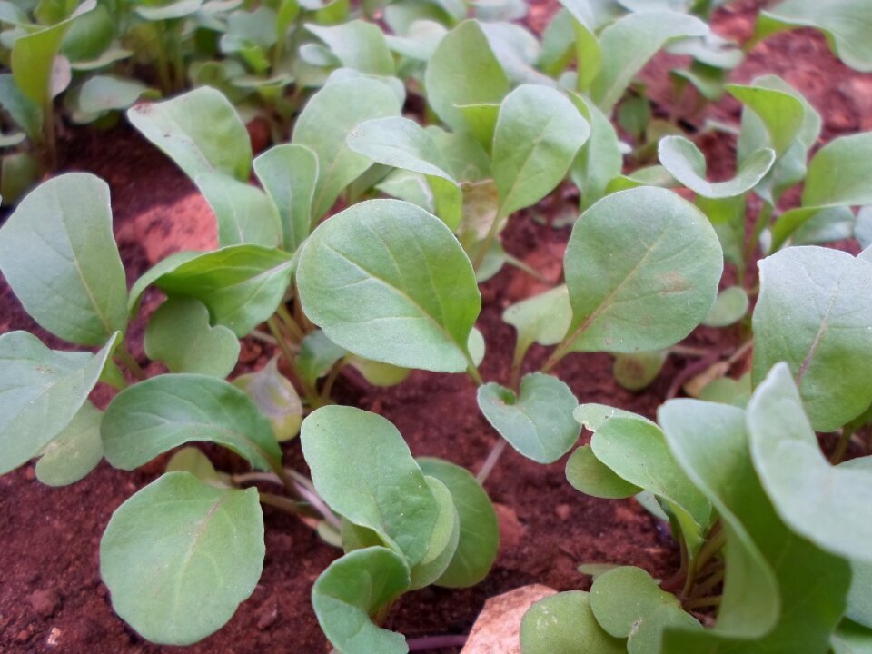 Araguari salad garden