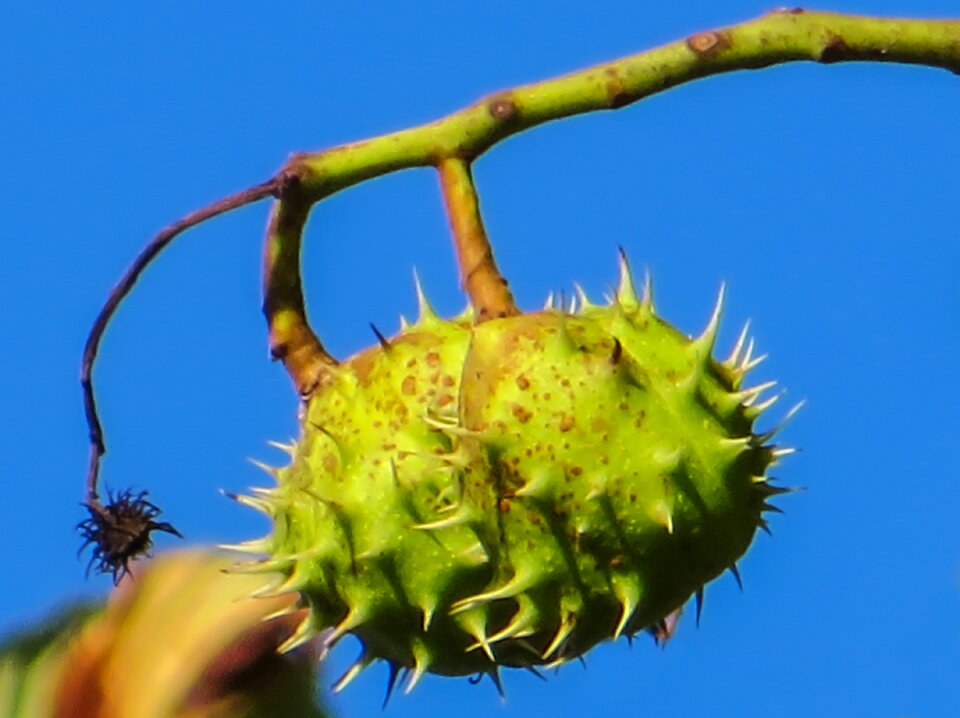 Autumn mood prickly shell